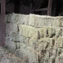 Meadow Grass in Hayloft