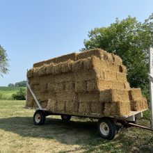 Wheat Straw #2